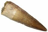 Fossil Spinosaurus Tooth - Great Enamel & Tip #276895-1